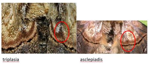 Abrostola sp.